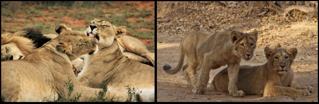 Gir National Park