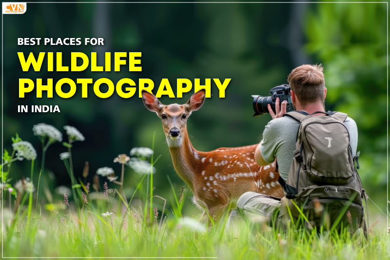 Discover the Best Places for Wildlife Photography in India