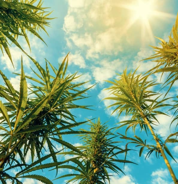 Weed Delivery in Lago Lindo | Same-Day Edmonton