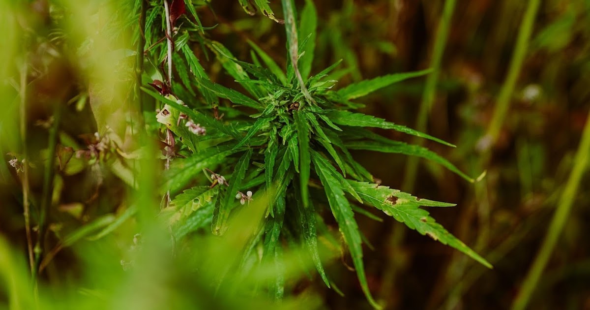 Inside the evolving landscape of legal cannabis retail