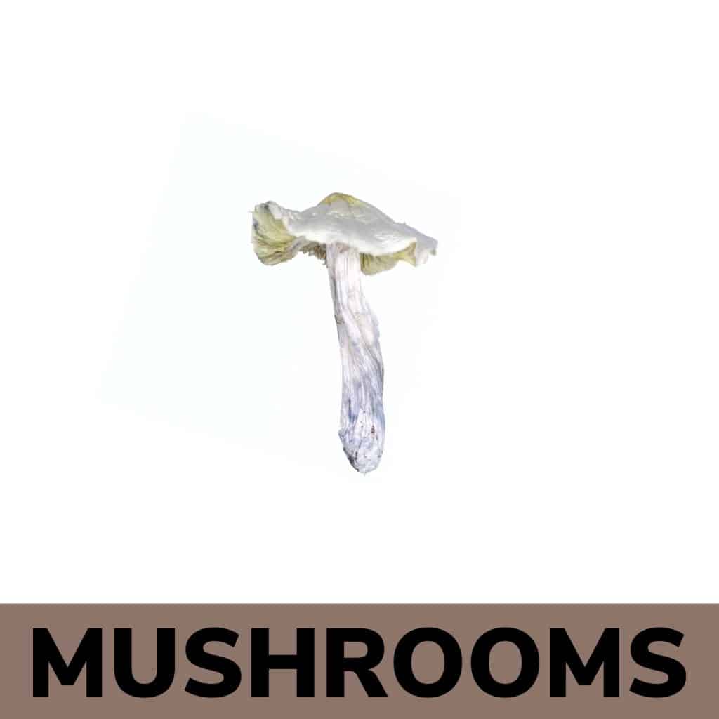 Buy Mushrooms Online Canada | Premium Shrooms at Canna Club Co