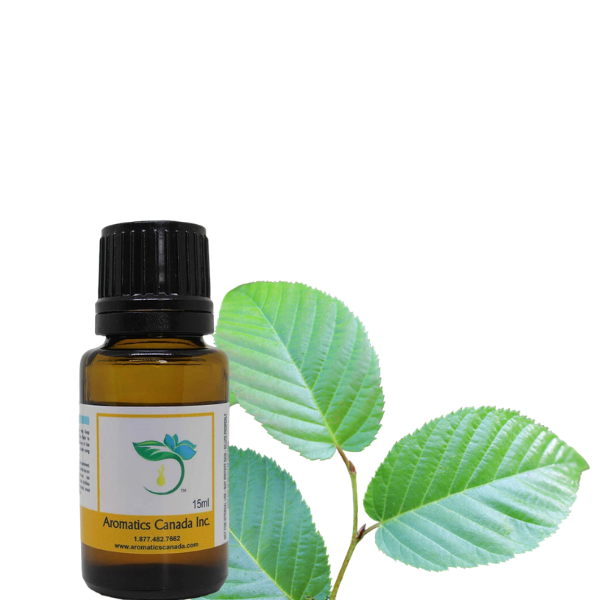 Birch Sweet (Natural Blend) Essential Oil - Aromatics Canada Inc.
