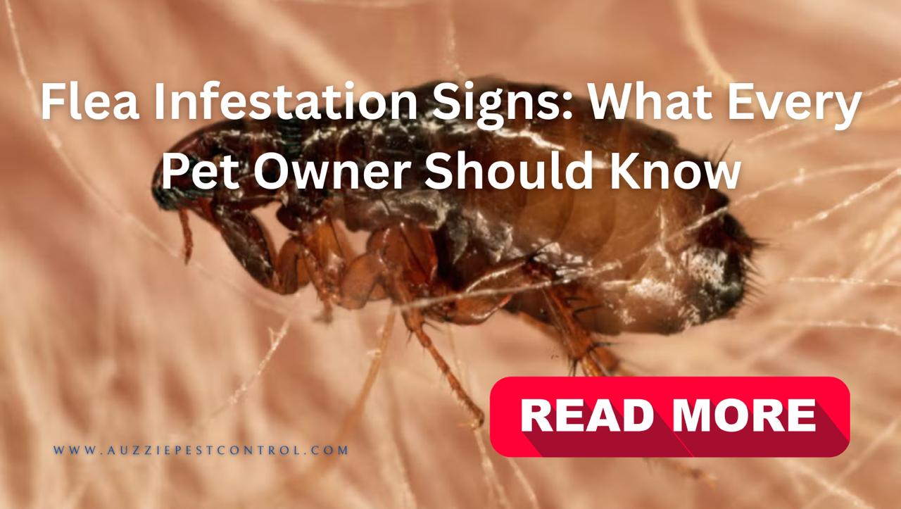 Flea Infestation Signs: What Every Pet Owner Should Know - Auzzie Pest Control