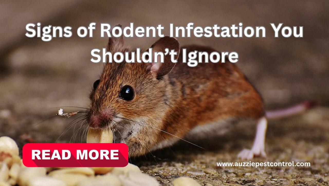 Signs of Rodent Infestation You Shouldn’t Ignore - Auzzie Pest Control