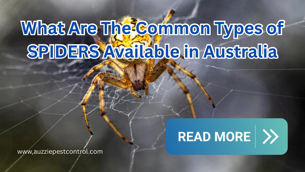 What are the common types of spiders available in Australia? - Auzzie Pest Control