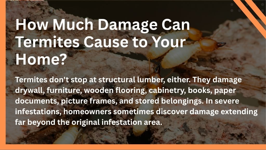 How Much Damage Can Termites Cause to Your Home? - Auzzie Pest Control