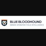 Blue Bloodhound